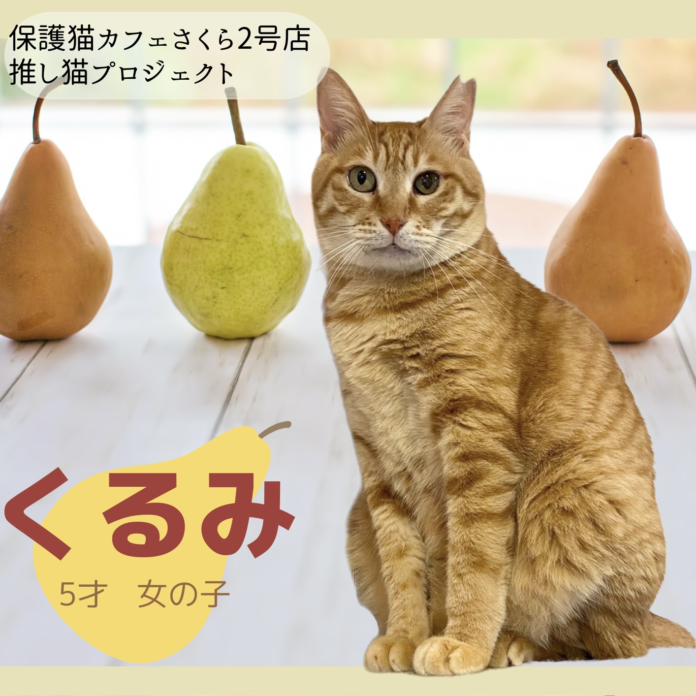 保護猫カフェさくら2号店 - 1