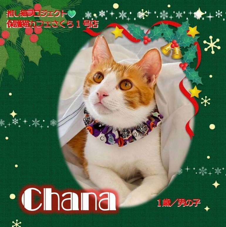 さくら2号店の保護猫たち | 保護猫カフェさくら